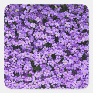 Sticker Carré Fleurs violettes