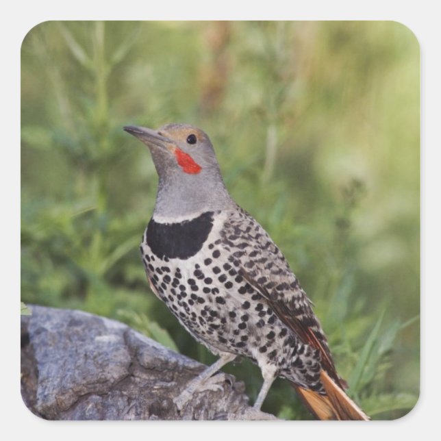Sticker Carré Flicker du Nord, ColMatiauratus, Red shafted (Devant)