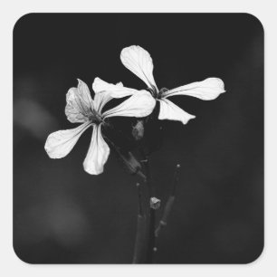 Sticker Carré floral noir et blanc minimal