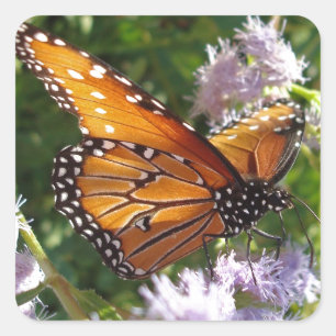 Sticker Carré Floral Orange Monarch Butterfly Photo Flower