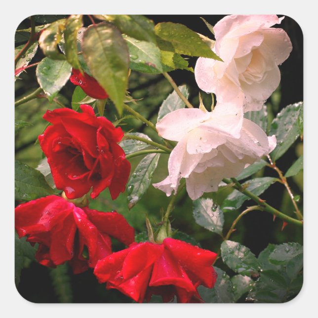 Sticker Carré Floral Rose trempé (Devant)
