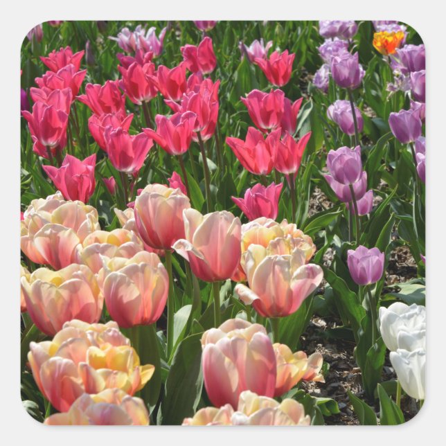 Sticker Carré Flowbed de tulipes de différentes couleurs (Devant)