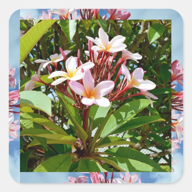 Sticker Carré Flowering Pink Frangipani Tree (Devant)