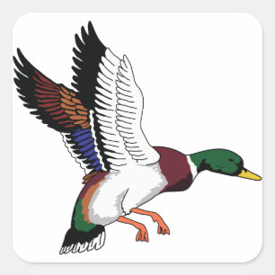 Sticker Carré Flying Mallard