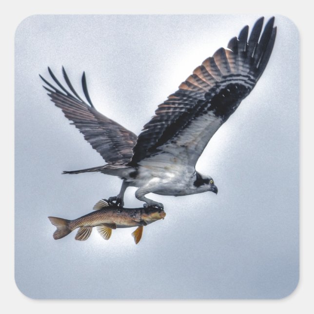 Sticker Carré Flying Osprey with Walleye Fish HDR Photo (Devant)