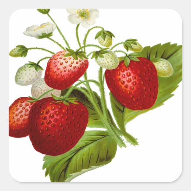 Sticker Carré Food fruit leaf leafy (Devant)