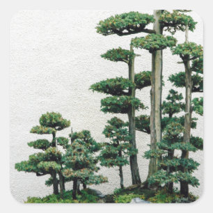 Sticker Carré Forêt de Juniper Bonsai