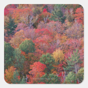 Sticker Carré Forêt en automne avec le feuillage d'automne. 