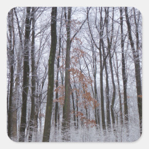Sticker Carré Forêt huppée neige paysage d'hiver Photographie