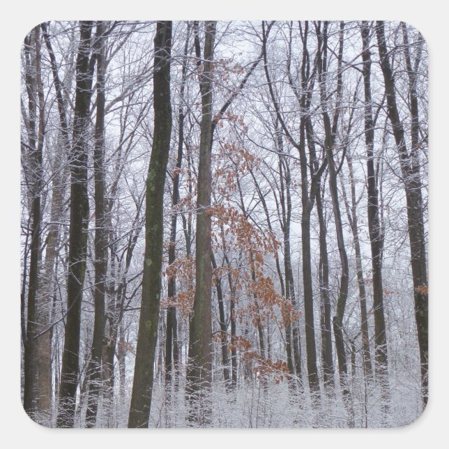 Sticker Carré Forêt huppée neige paysage d'hiver Photographie (Devant)