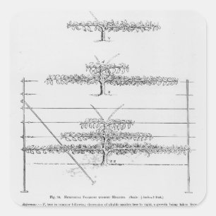 Sticker Carré Formation de jeunes arbres fruitiers, de 'The Frui