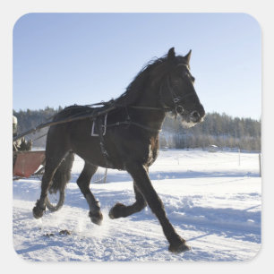 Sticker Carré Formation des chevaux dans un paysage hivernal,