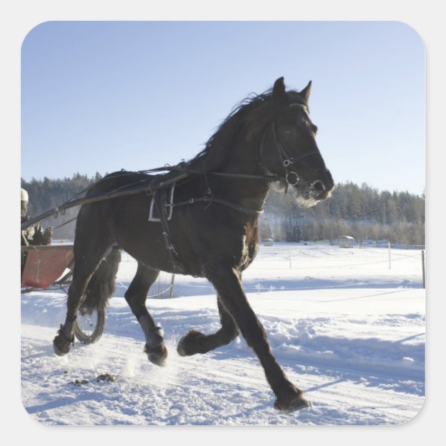 Sticker Carré Formation des chevaux dans un paysage hivernal, (Devant)