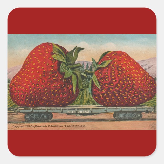 Sticker Carré Fraises Giant Fruit Antique Fruit Amusant (Devant)