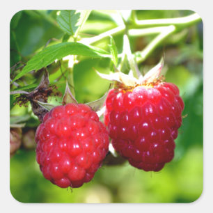 Sticker Carré Framboise