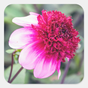 Sticker Carré Frilly Pink et Magenta Dahlia