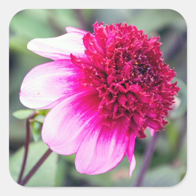 Sticker Carré Frilly Pink et Magenta Dahlia (Devant)