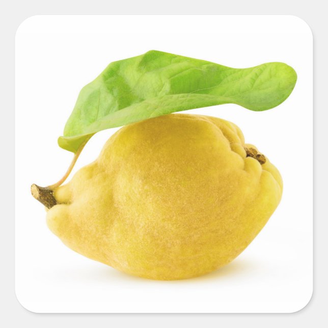 Sticker Carré Fruit de coing (Devant)