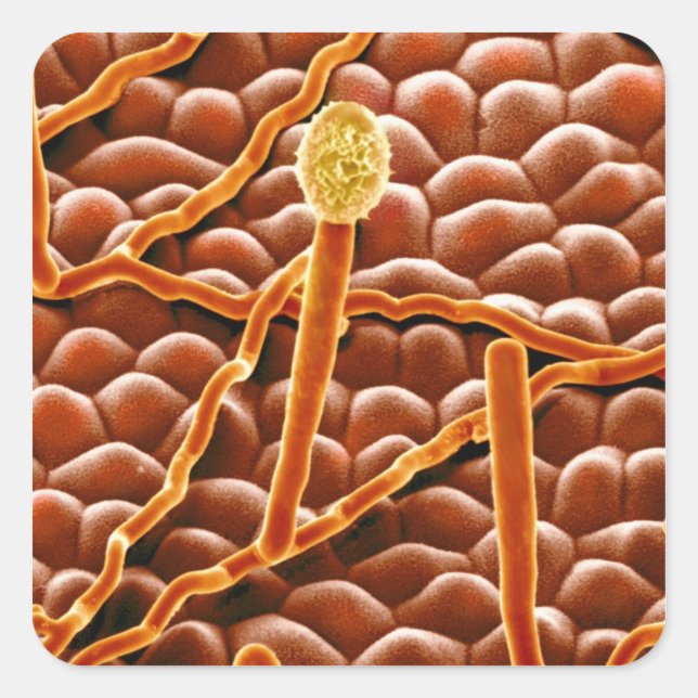 Sticker Carré Fungus de poudrière sur Poinsettia (Devant)