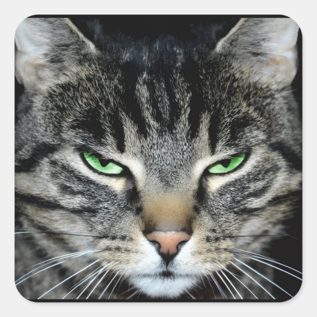 Sticker Carré Funny Angry Grumpy Judgemental Cat (Devant)