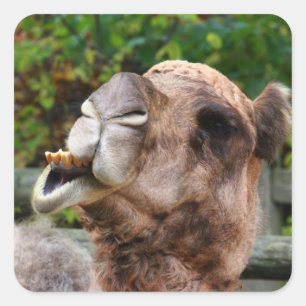 Sticker Carré Funny Camel Faune Animale Photo