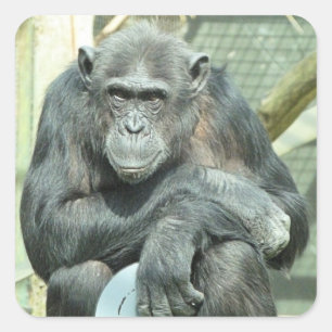 STICKER CARRÉ FUNNY CHIMPANZEE