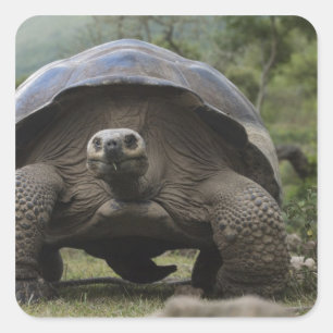 Sticker Carré Galapagos Giant Tortoises Geochelone