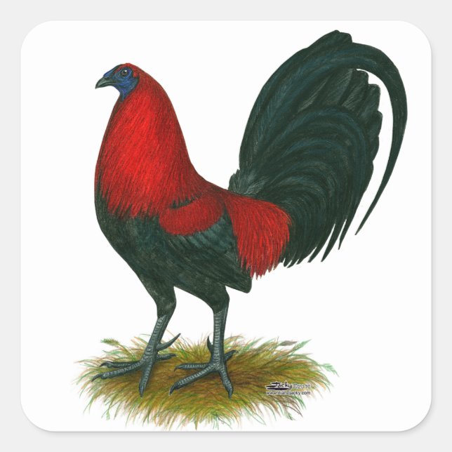 Sticker Carré Gamecock américain : Rouge Brown (Devant)