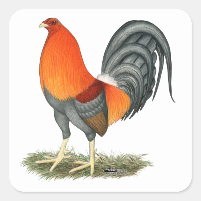 Sticker Carré Gamecock Blue Red Roster (Devant)