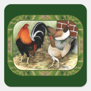 Sticker Carré Gamefowl à la ferme