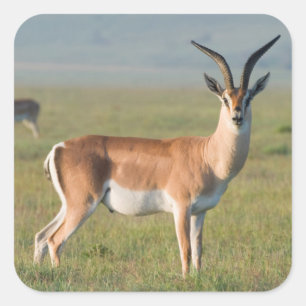 Sticker Carré Gazelle de Grant, cratère de Ngorongoro, Ngorongor
