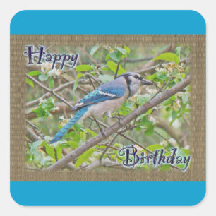 Sticker Carré Geai bleu de joyeux anniversaire