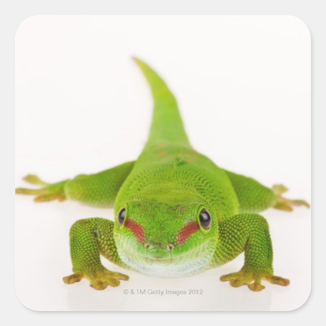 Sticker Carré Gecko de Madagascar (Phelsuma madagascariensis) (Devant)