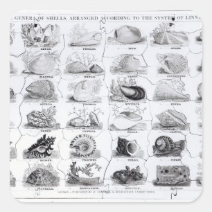Sticker Carré Genres de puzzle de coquilles, pub. par W. Edwards