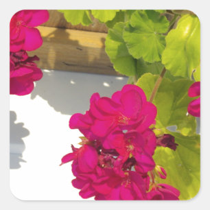 Sticker Carré Géranium rose