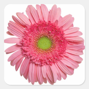 Sticker Carré Gerbera Daisy rose