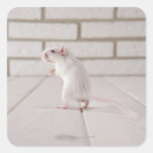 Sticker Carré Gerbil debout