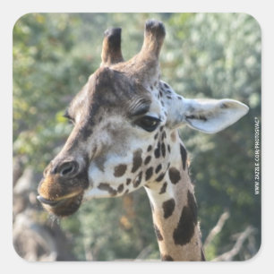 Sticker Carré Girafe