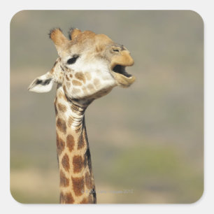 Sticker Carré Girafe africaine du sud (camelopardalis de Giraffa
