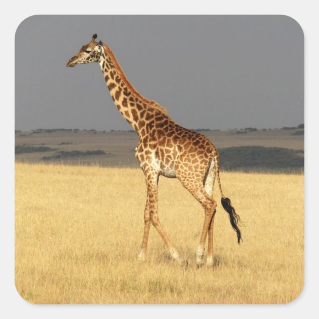 Sticker Carré Girafe corps complet Afrique Animaux africains (Devant)