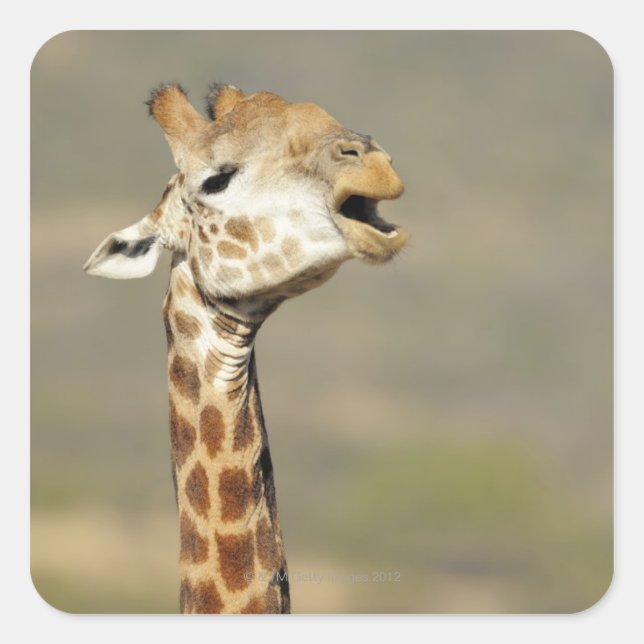 Sticker Carré girafe d'Afrique australe (Giraffa camelopardalis (Devant)