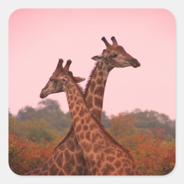 Sticker Carré Girafe debout dans les mopani avec ciel rose (Devant)