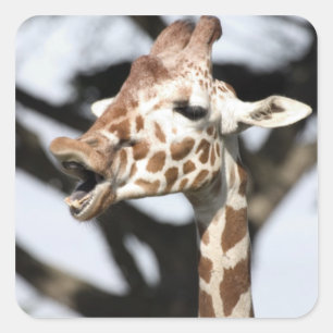 Sticker Carré Girafe réticulée, San Francisco