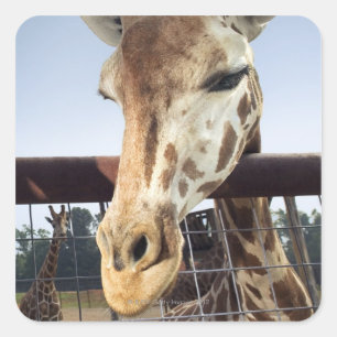 Sticker Carré Giraffe
