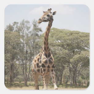 Sticker Carré Giraffe 5