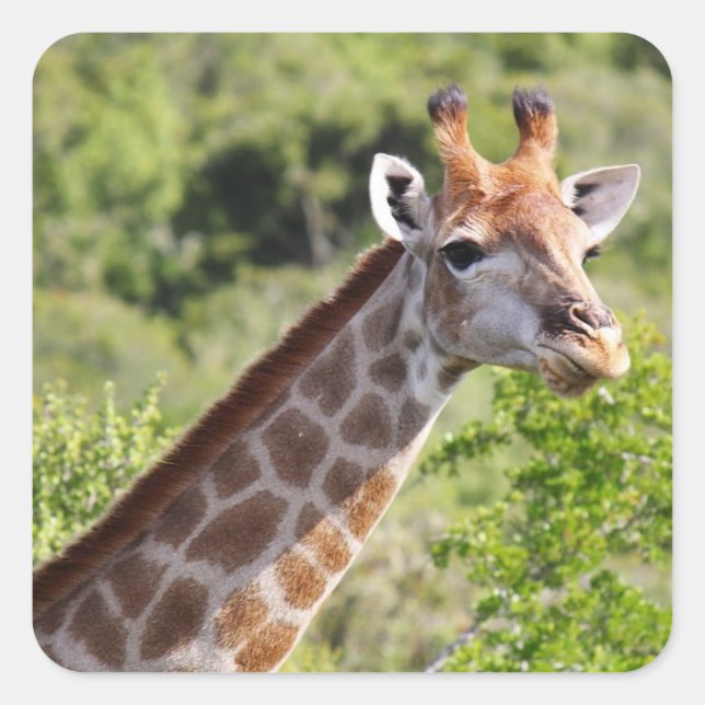 Sticker Carré Giraffe adulte visage et cou (Devant)