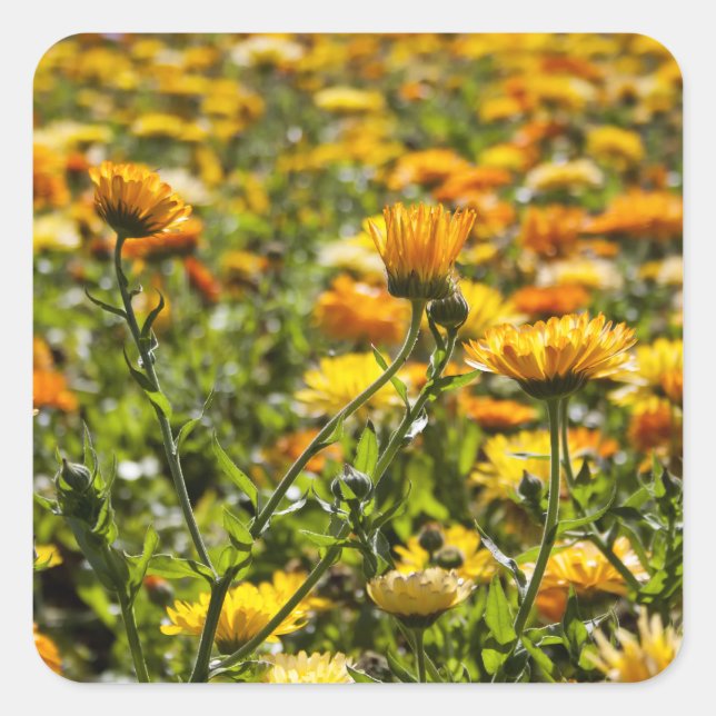 Sticker Carré Gisement de fleur de calendula de souci (Devant)