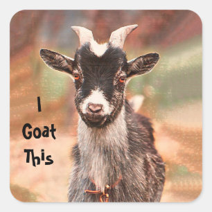 Sticker Carré Goat Cute Drôle Je Vais Ça