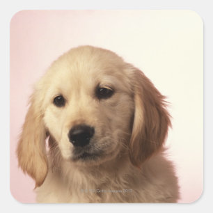 Sticker Carré Golden retriever