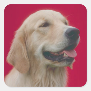 Sticker Carré Golden Retriever